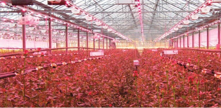 LED Lighting Research in Greenhouses – Greenhouses Going Green!