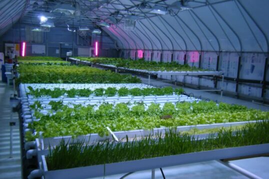Can Energy Efficient Lighting Reduce Costs For Greenhouse Growers?