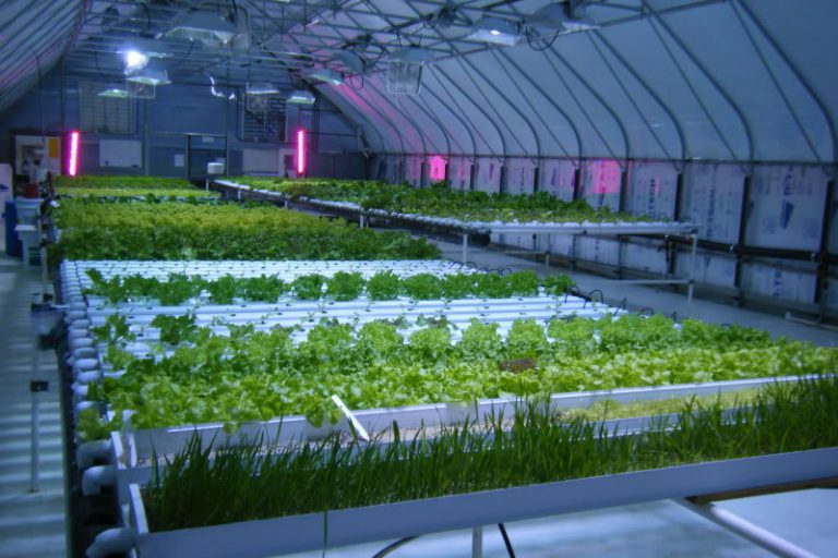 Can Energy Efficient Lighting Reduce Costs For Greenhouse Growers?